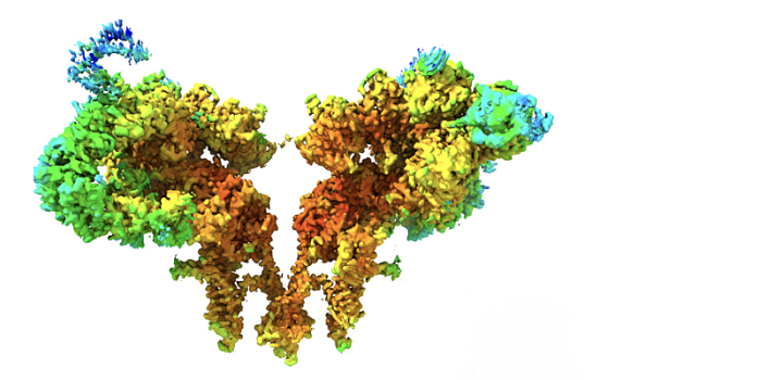 The RYR-1 Foundation and Rycals