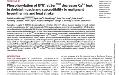 Phosphorylation of RYR1 at Ser2902 decreases Ca2+ leak in skeletal muscle and susceptibility to malignant hyperthermia and heat stroke