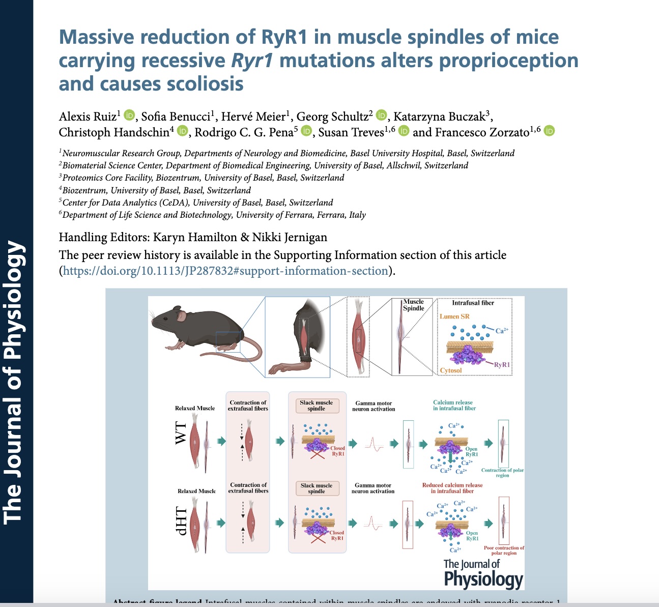 The Journal of Physiology The Journal of Physiology Research Article Open Access Massive reduction of RyR1 in muscle spindles of mice carrying recessive Ryr1 mutations alters proprioception and causes scoliosis